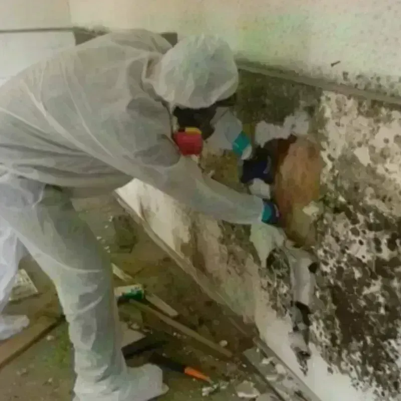 Mold Remediation and Removal in Thornton, CA